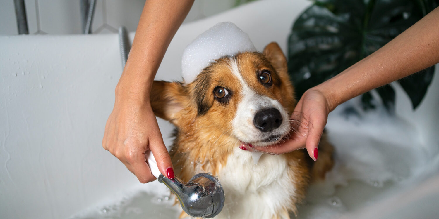 washing-pet-dog-home (1) washing your dog using a natural dog soap from Soap factory